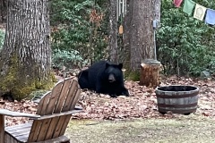 Unimpressed bear, late March 2021