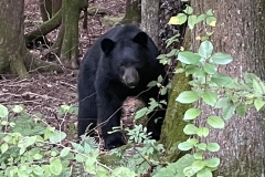 Visiting bear, late September 2021