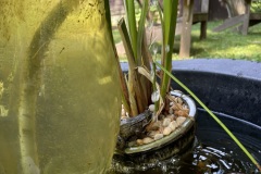 Fountain frog taking a shower next to the papyrus in early July 2022