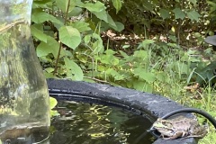 Fountain frog thinks things over in July 2022