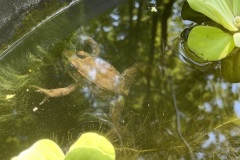 Fountain frog takes a dip late August 2022