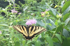 Eastern Tiger Swallowtail/July 2019