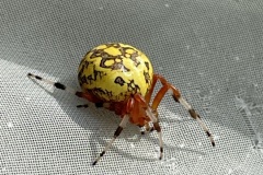 Marbled Orb Weaver/September 2021