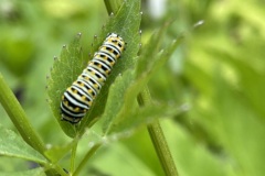 Eastern Swallowtail caterpillar/June 2022