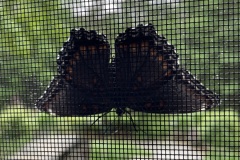 Eastern Black Swallowtail/Early June 2022