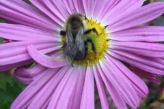 Common Eastern Bumblebee/Bombus Impatiens (Late October 2019)