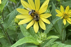 Common Eastern Bumblebee/Bombus Impatiens (Late August 2019)