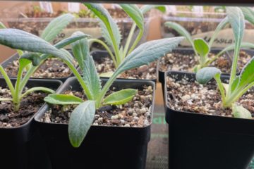 Artichoke seedlings