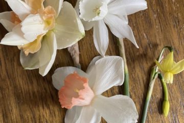 Daffodils: Delshenaugh, Thalia, Tete a Tete, Winter Waltz