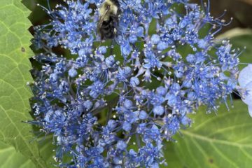 Blue hydrangea with bee