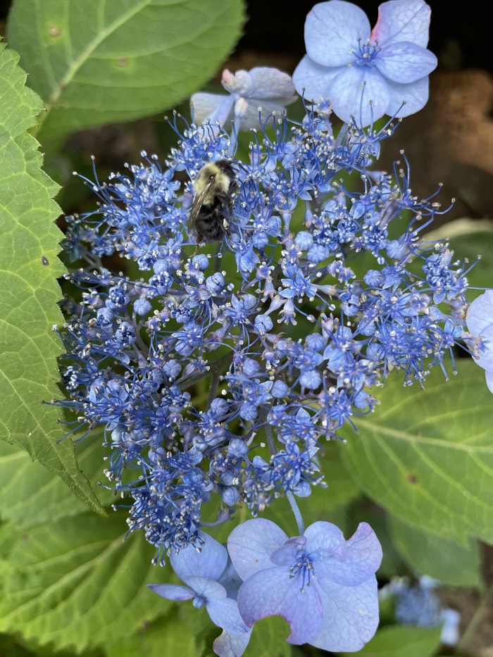 Blue hydrangea with bee