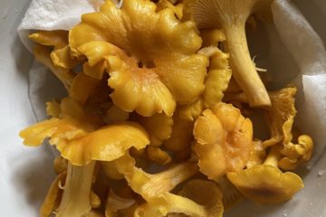 chanterelle mushrooms