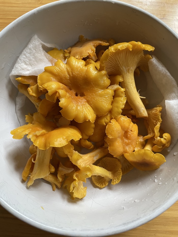 chanterelle mushrooms