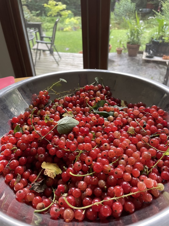 Red currants