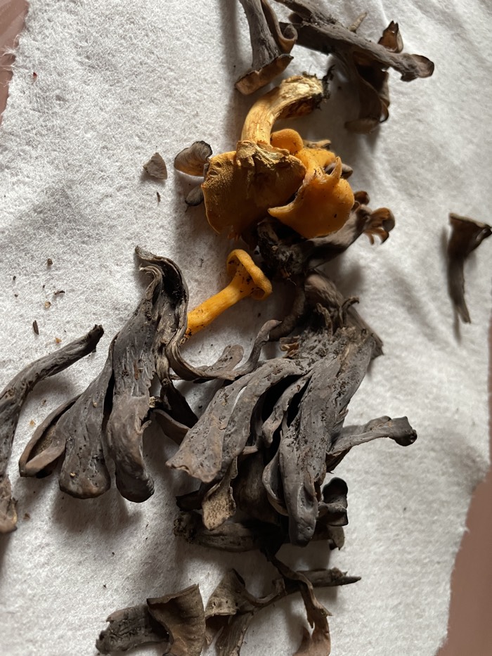 Chanterelles and black trumpets