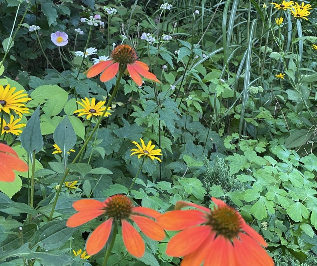 Assorted flowers