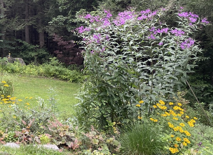 Giant New York Ironweed and Black Eyed Susans