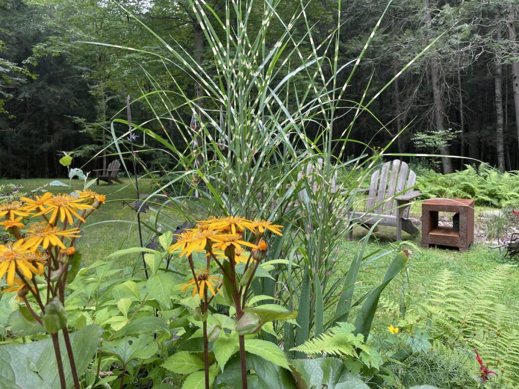 Ornamental grass and ligularia