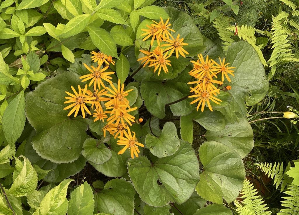 Ligularia