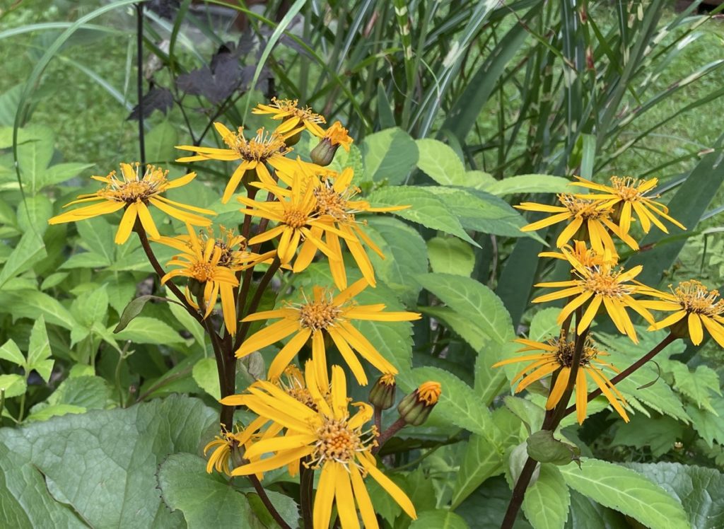 Ligularia