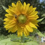 Common Eastern Bumblebee on Sunflower