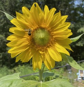 Common Eastern Bumblebee on Sunflower