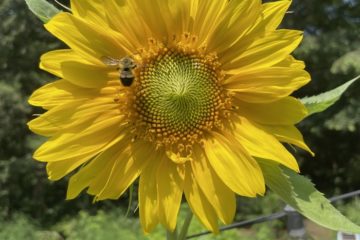 Common Eastern Bumblebee on Sunflower