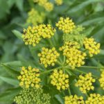 Ants farming aphids on Golden Alexanders