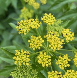 Ants farming aphids on Golden Alexanders