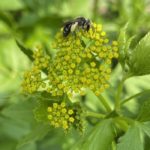 Alexander Mining bee on Golden Alexanders