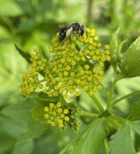 Alexander Mining bee on Golden Alexanders