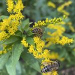 Honeybees on Canadian goldenrod