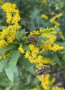 Honeybees on Canadian goldenrod