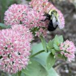 Common Eastern Bumblebee aboard Autumn Joy sedum