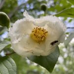 Small carpenter bee on Stewartia