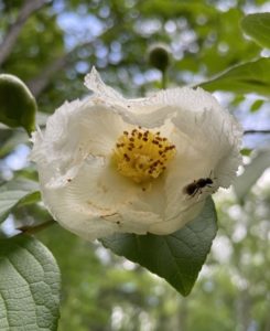 Small carpenter bee on Stewartia