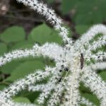 Miscellaneous longhorn beetle on goatsbeard