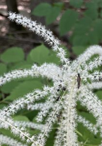 Miscellaneous longhorn beetle on goatsbeard