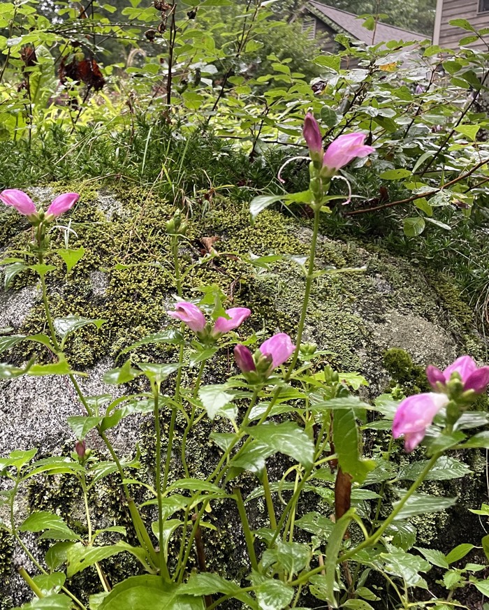 Pink turtlehead flower