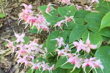 pink epimedium