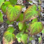 Epimedium × rubrum (red epimedium)