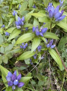 Bottle Gentians