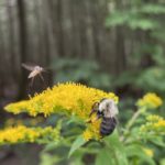 Eastern bumblebee on Canadian goldenrod