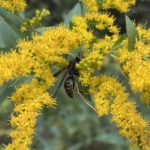 Euminid Solitary Wasp on Goldenrod