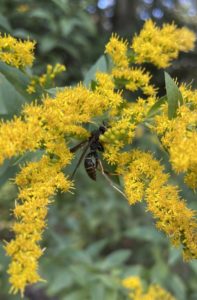 Euminid Solitary Wasp on Goldenrod