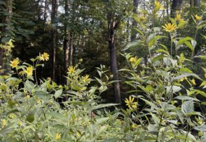 Small woodland sunflower