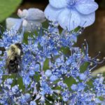 Common Eastern Bumblebee on 'Blue Billows' hydrangea