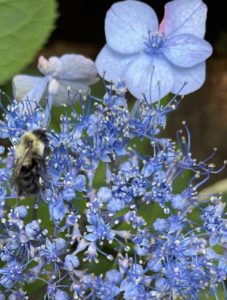 Common Eastern Bumblebee on 'Blue Billows' hydrangea