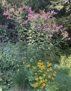 Ironweed and black eyed susans