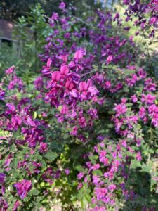 Bush clover